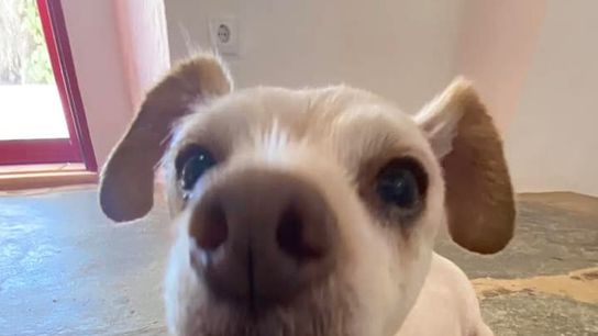 Pawsport to Portugal: A Guide to Bringing and Living with Pets in Portugal taken Funchal (Expat)