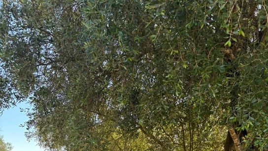 Embracing the Alentejo: My Own Portugal Story, Three Years In taken Estremoz (Portugal)