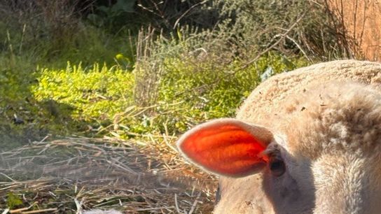 78 Days Living in Portugal: Real Costs, Surprises, and Lessons taken Estremoz (Relocate)