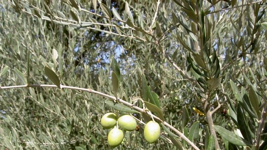 The secret of great olive oil is to be found in Portugal taken Moura (food)