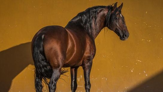 Horsemanship in Portugal: Tradition, Grace, and the Spirit taken Alter do Chão (horses)