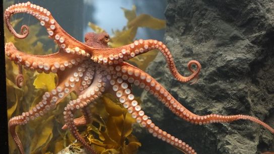 Sorry Charlie... Octopus does not taste like chicken taken Porto