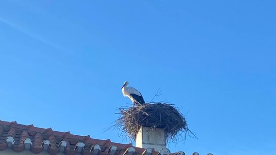 Learn to Laugh: Weird and Wonderful Portuguese Phrases You’ll Want to Know taken Leira (Language)